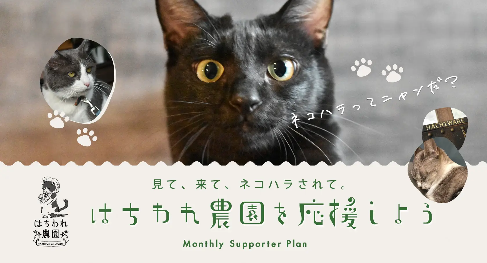 今話題のネコハラについて、はちわれ農園と当社の取り組みを紹介します。