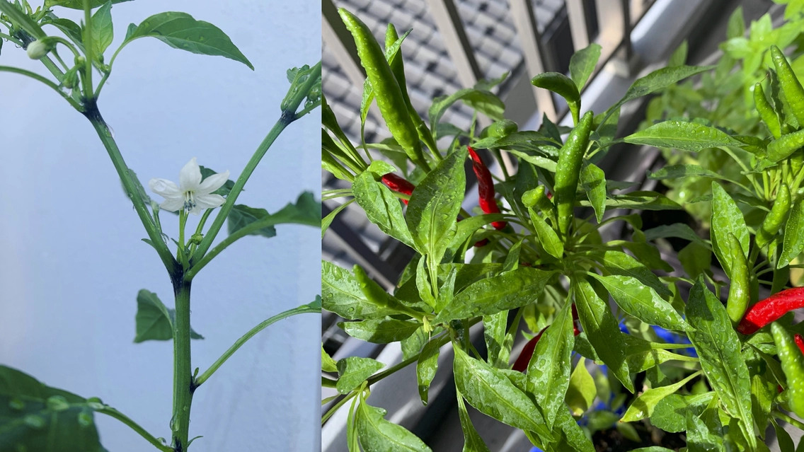 【社員コラム】料理のちょっとしたアクセントを育てる楽しみ