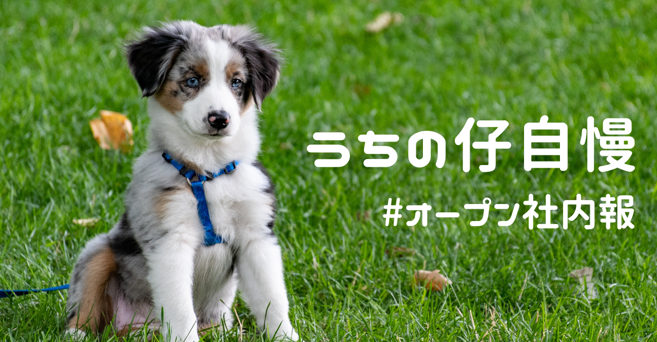 うちの仔自慢🐶 from #Poem-Innnu #オープン社内報