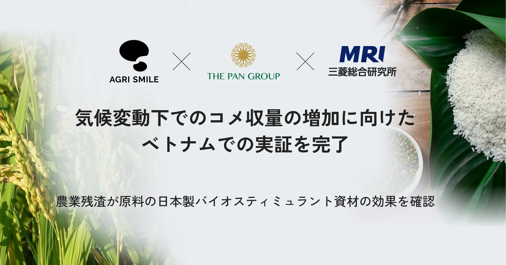 気候変動下でのコメ収量の増加に向けたベトナムでの実証を完了