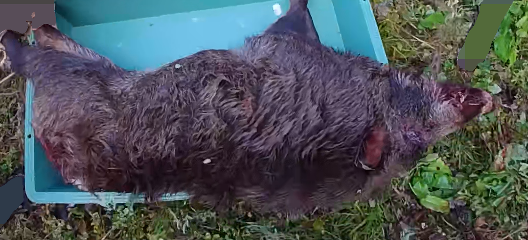 実際の狩猟の様子です。