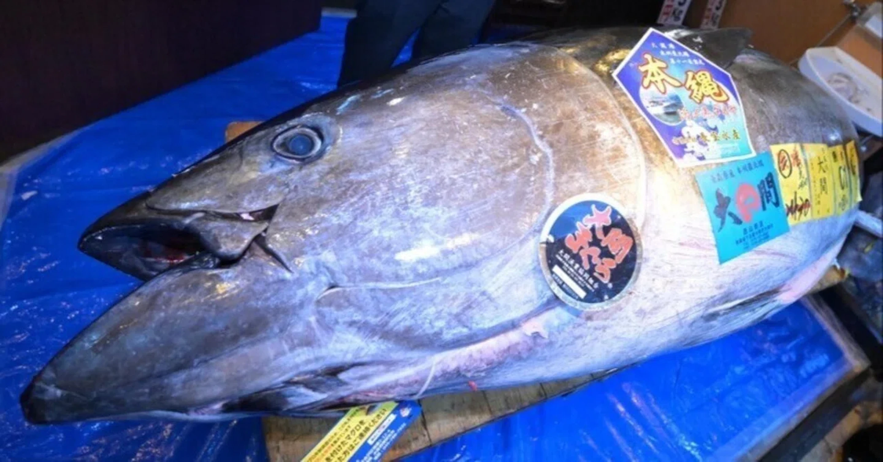 すしざんまい「5億円の初競りマグロ」は何への投資だったのか？マーケターとして考察してみた。（代表の実録ストーリー）