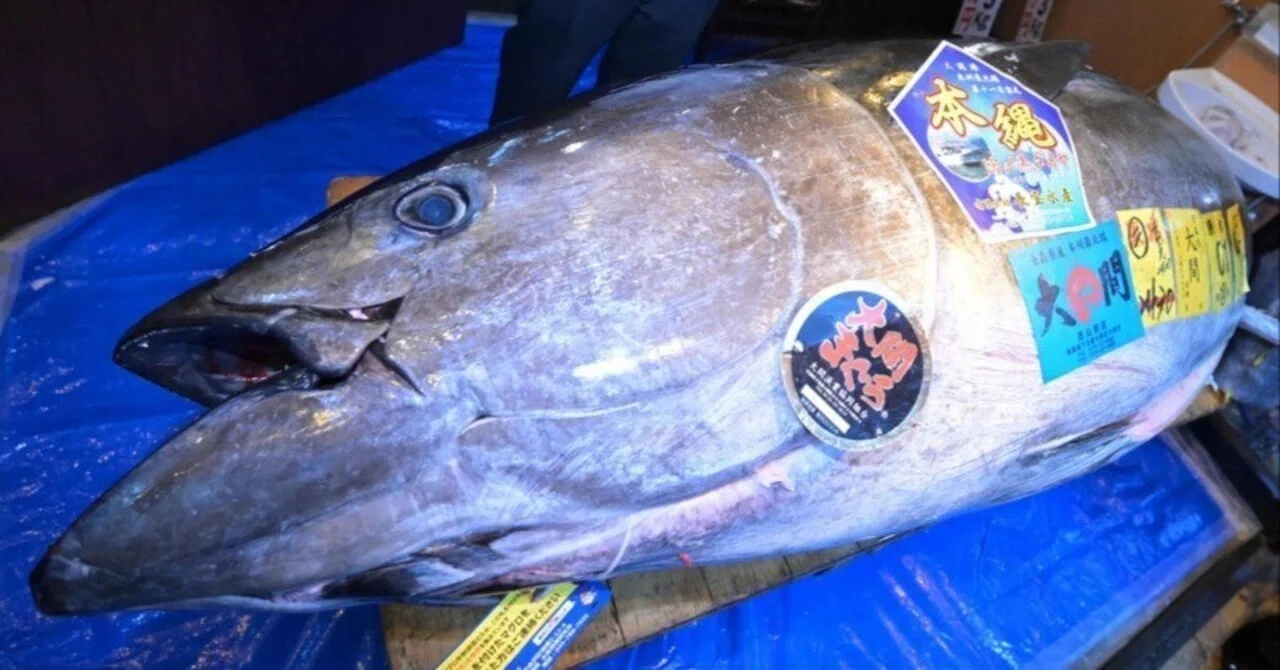 すしざんまい「5億円の初競りマグロ」は何への投資だったのか？マーケターとして考察してみた。（代表の実録ストーリー）