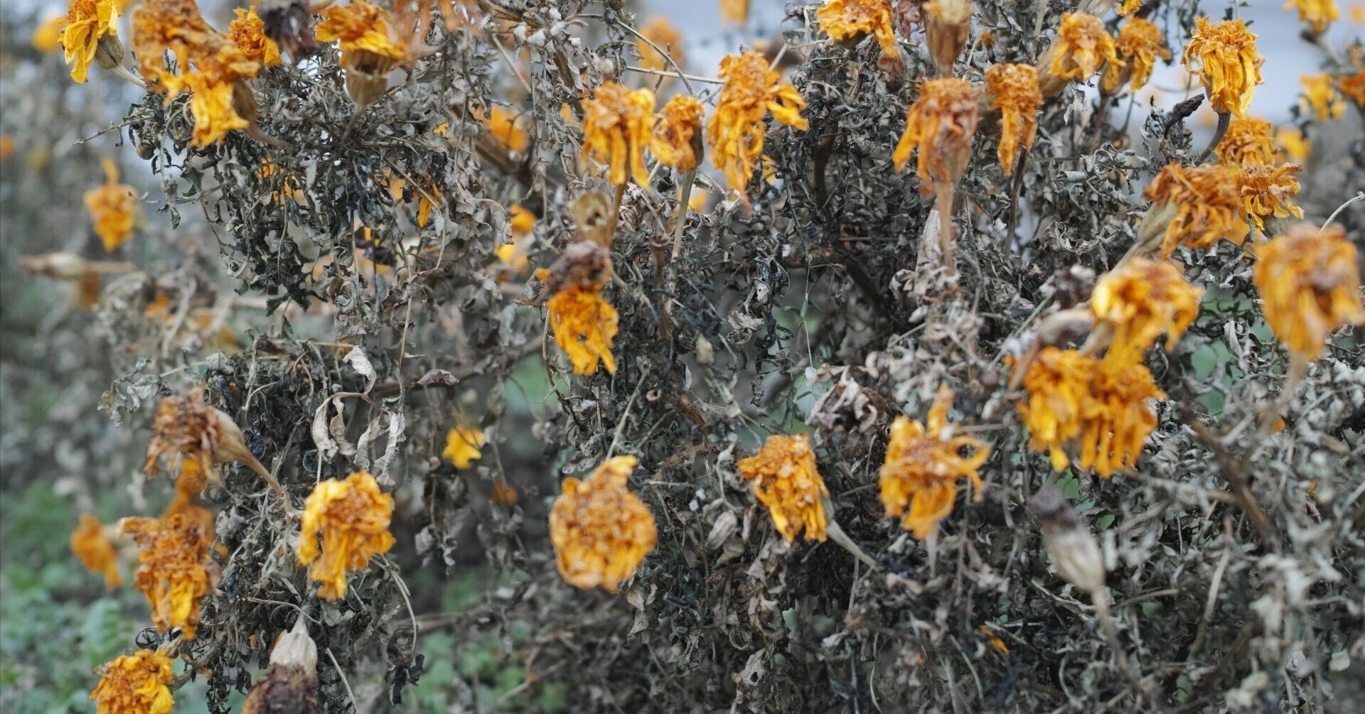 トクイテン農場 2月の日記